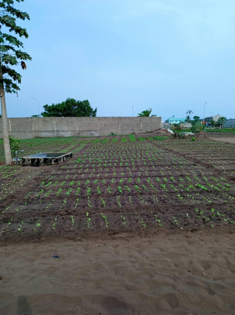 Vente d'un Terrain à 25.000.000 FCFA  : Littoral-Cotonou (Togbin)